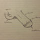 Illustration for article titled Can You Draw an Anatomically Correct Penis? An Experiment